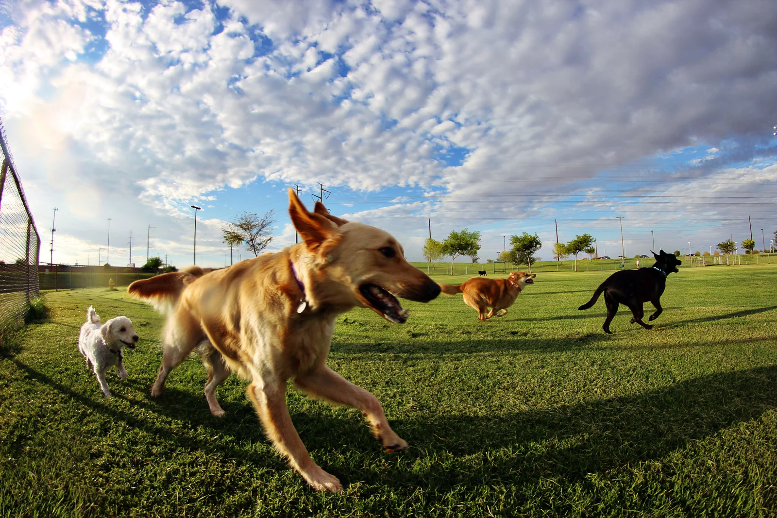 IMG_4119_AdventuresInPuppyPark.jpg