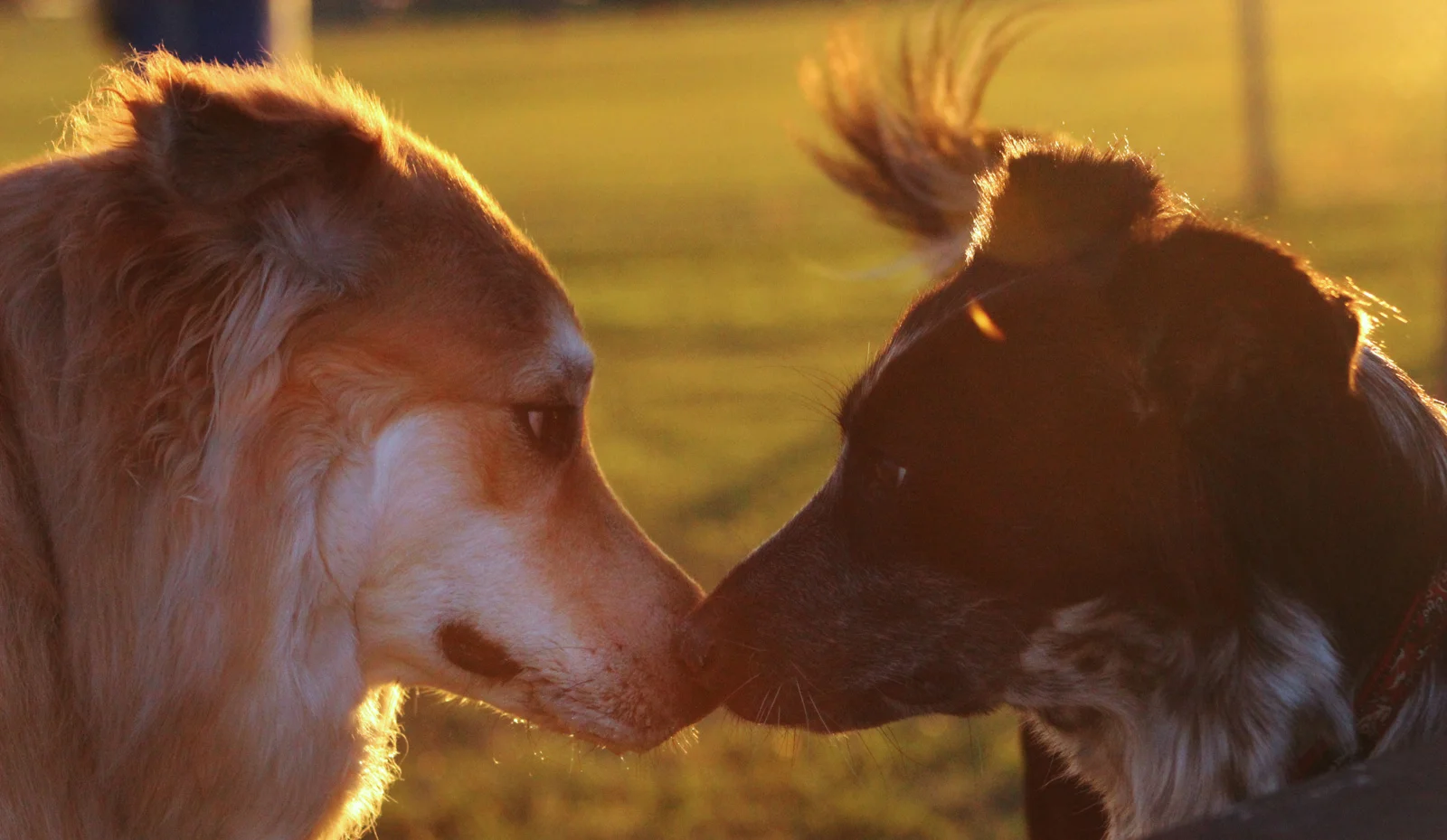 IMG_5416_DogKiss.jpg