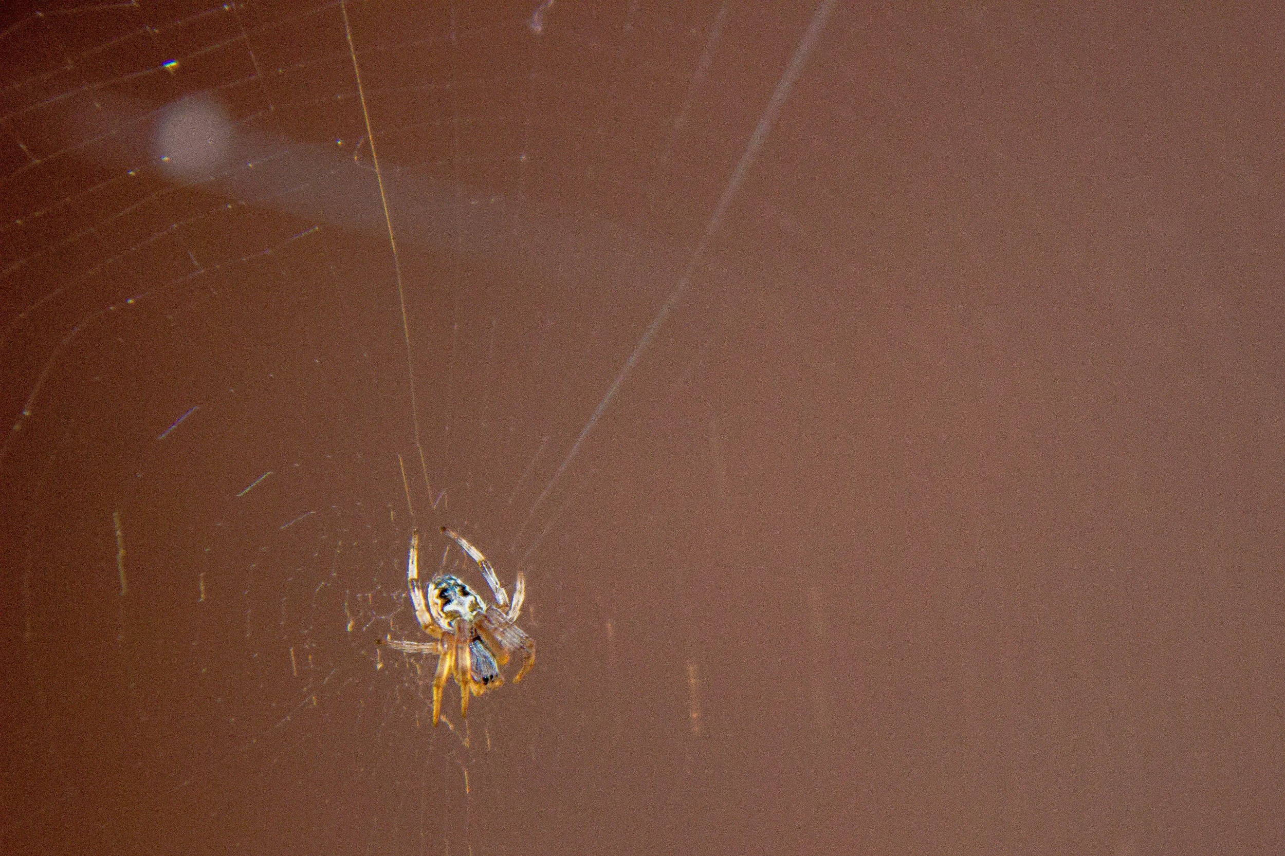 spider-0419.jpg
