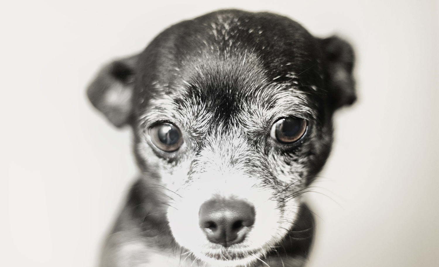 IMG_5726_SadChihuaBlkWht.jpg