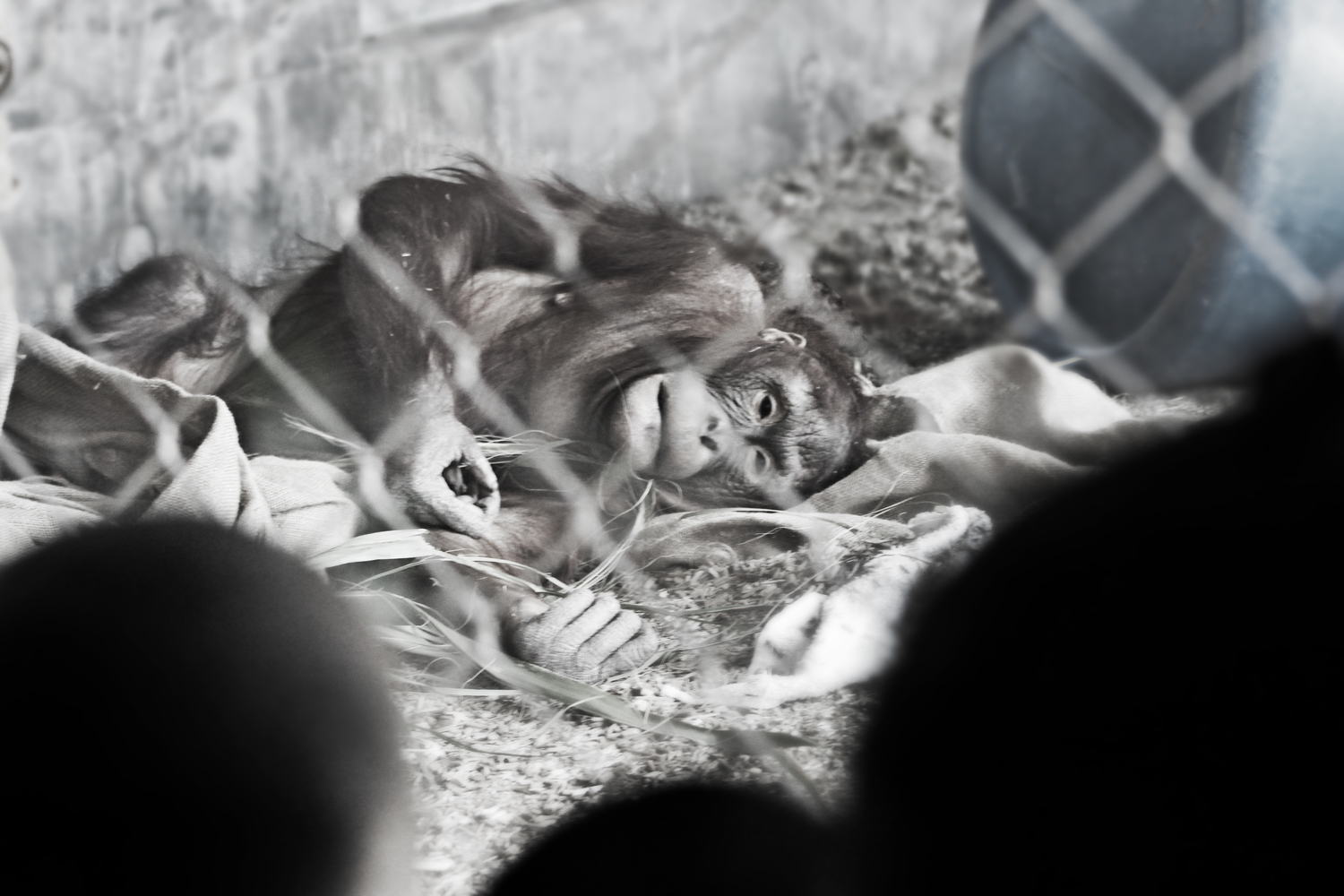 SAD+orangatang.jpg