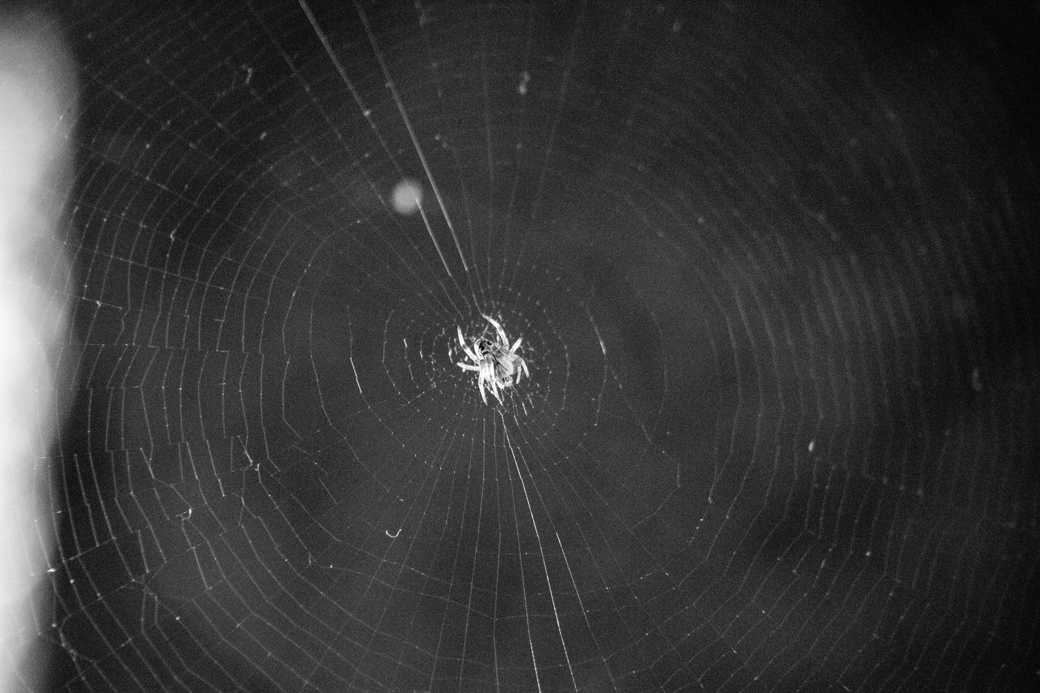 spider-0388.jpg