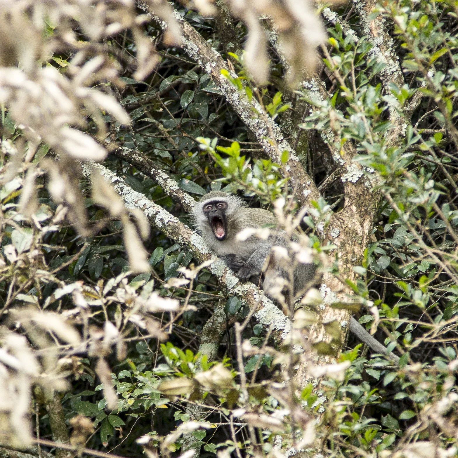 SWAZI WEB20140729-_I9A6810.jpg