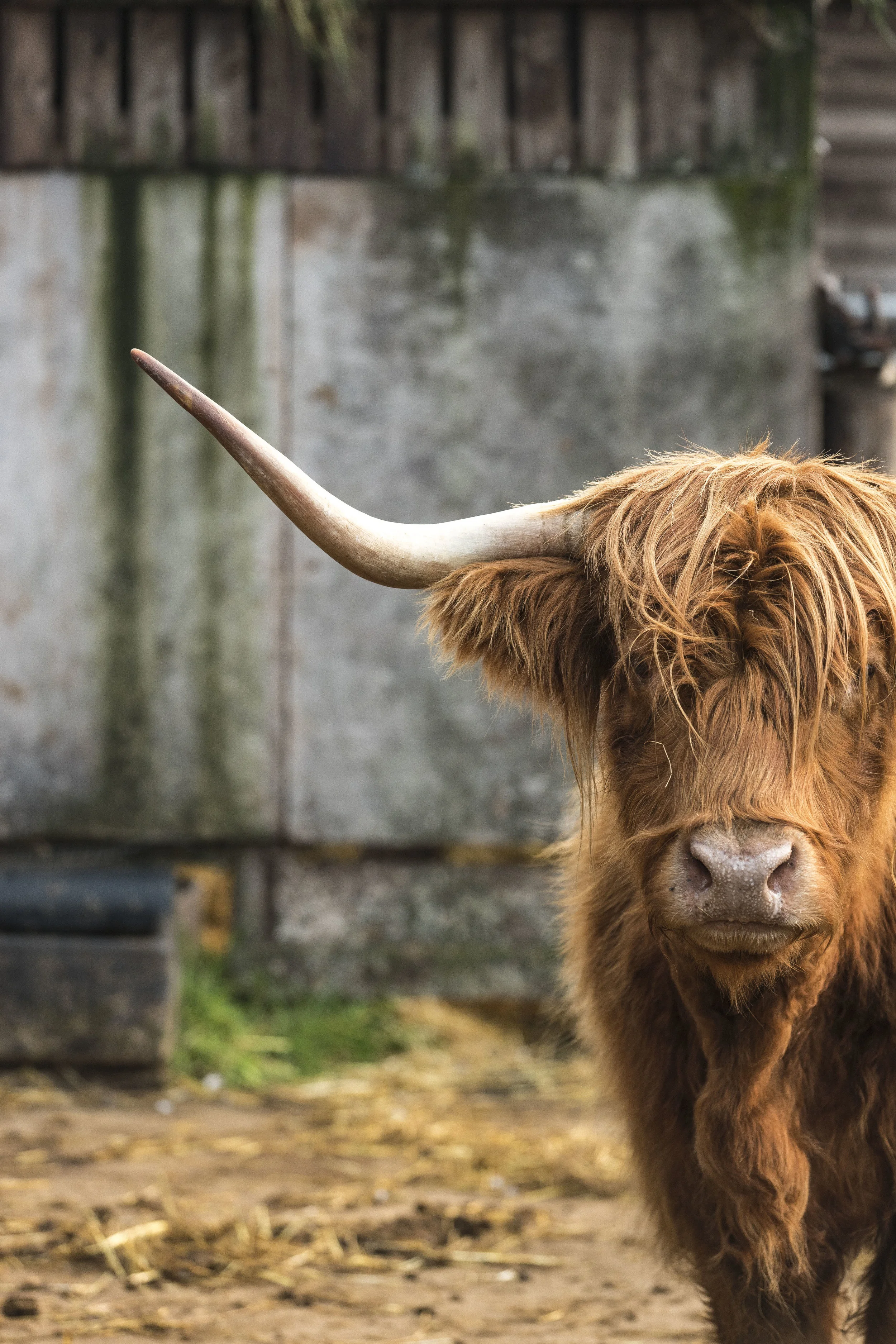 cow-2160.jpg