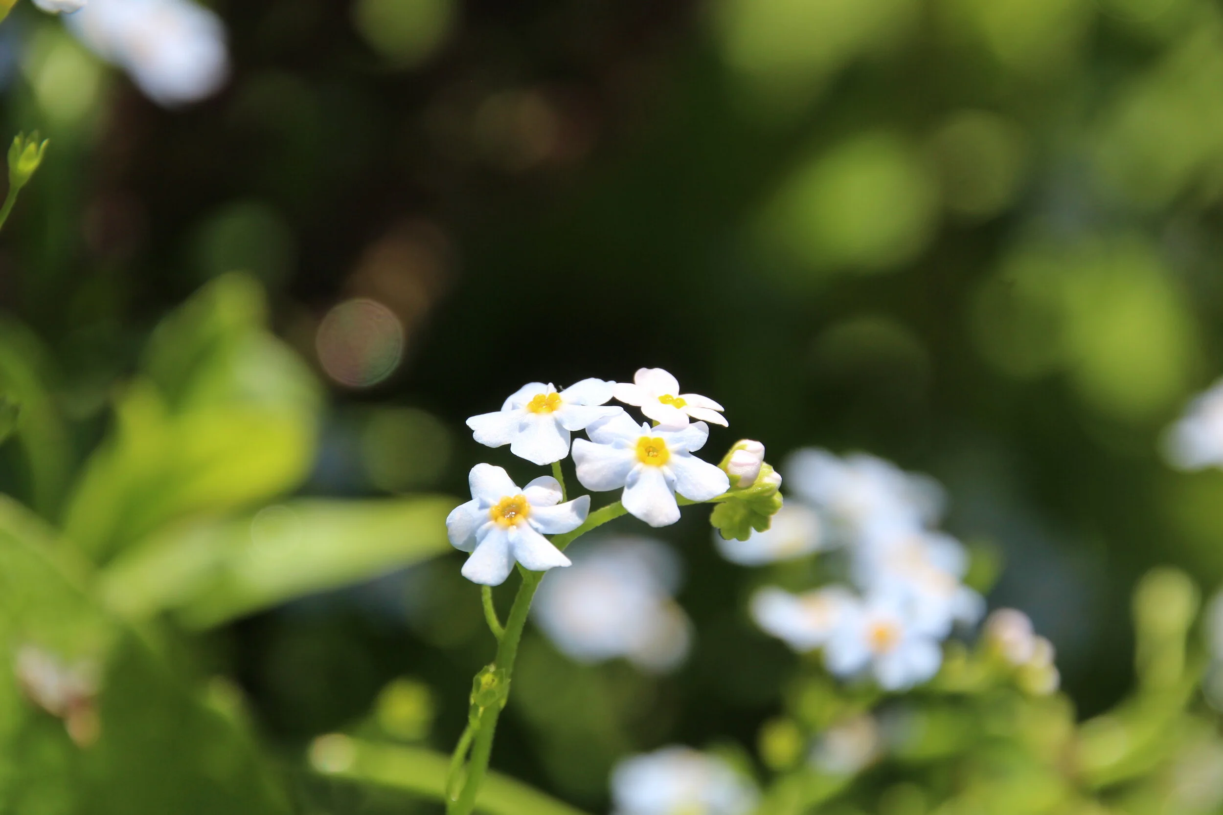 Dan Camera Toronto 2018 (1534).JPG