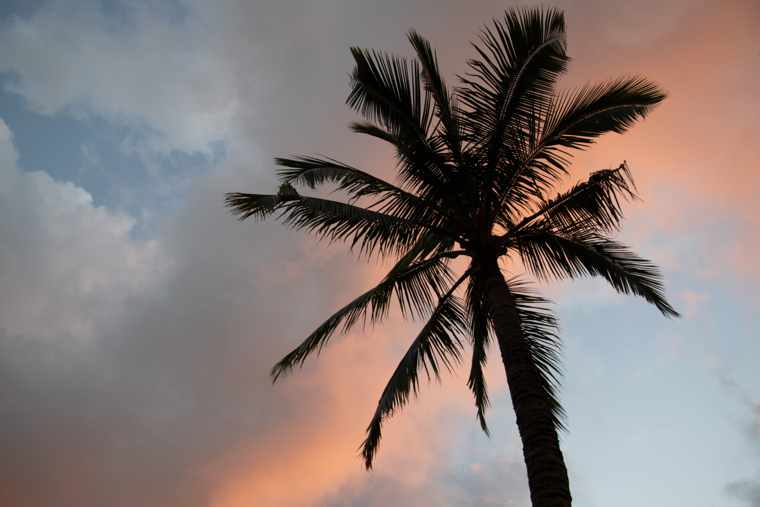 Hawaii 2019 BC A (9405)-2.jpg
