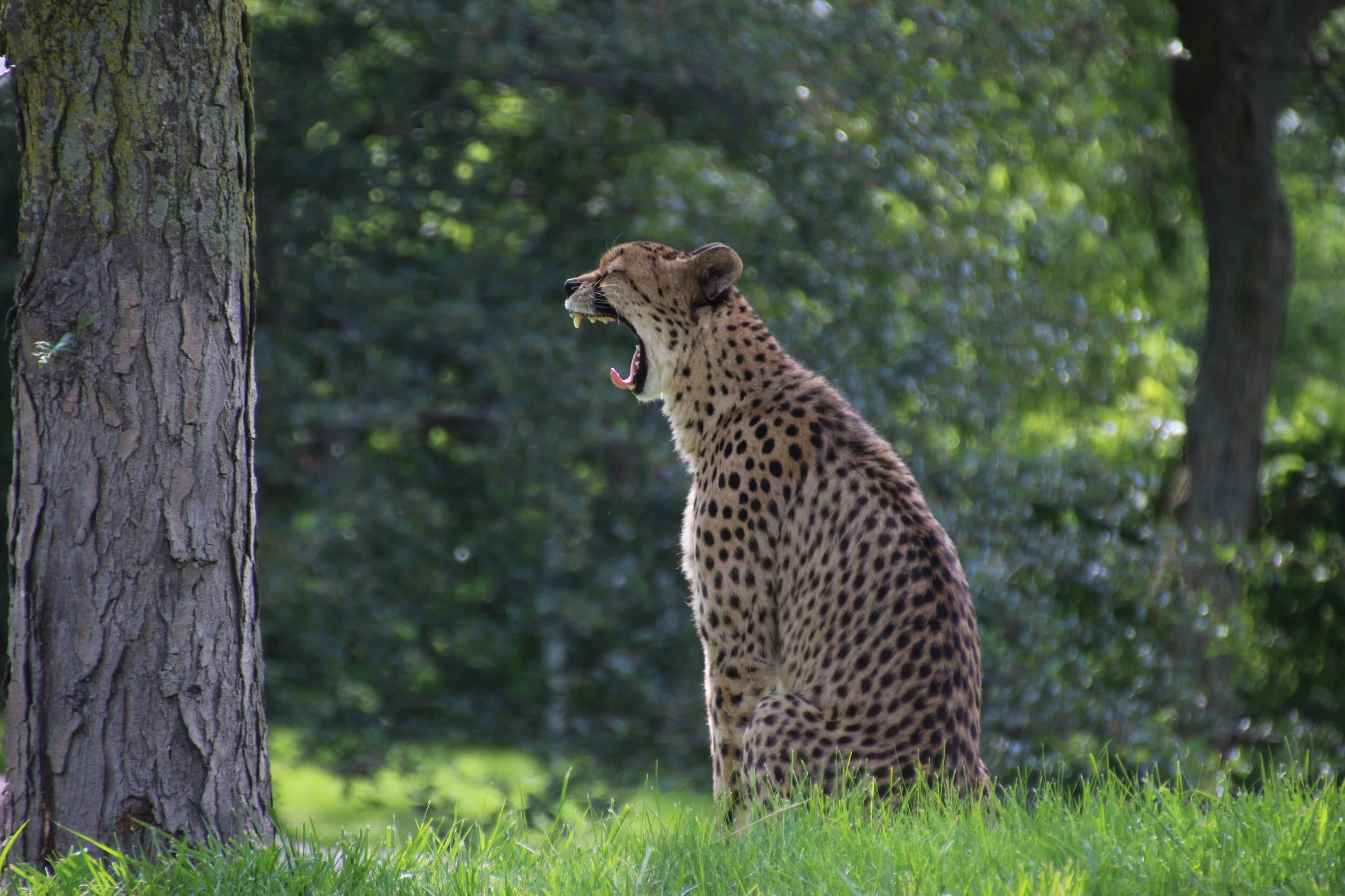 Toronto Zoo (11).JPG