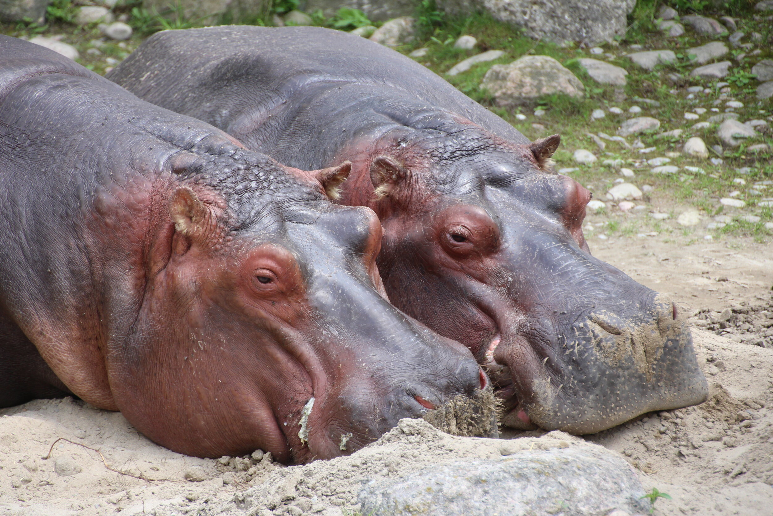 Toronto Zoo (7).JPG