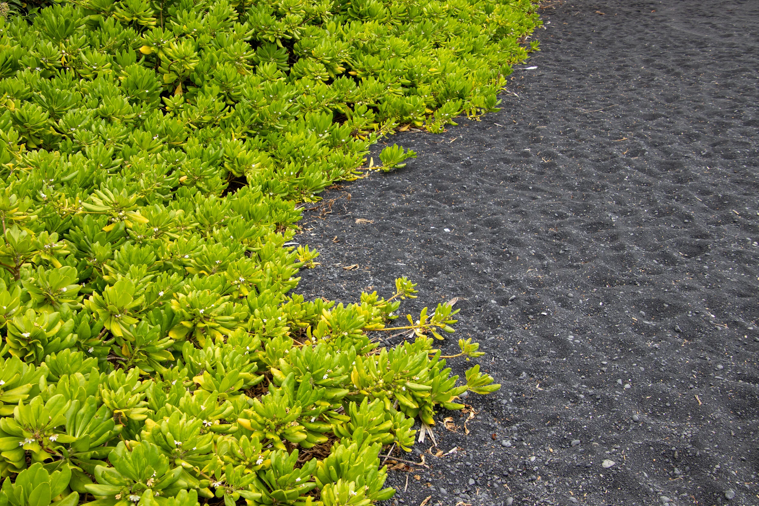 Hawaii 2019 BC B (3728)-10_S.jpg