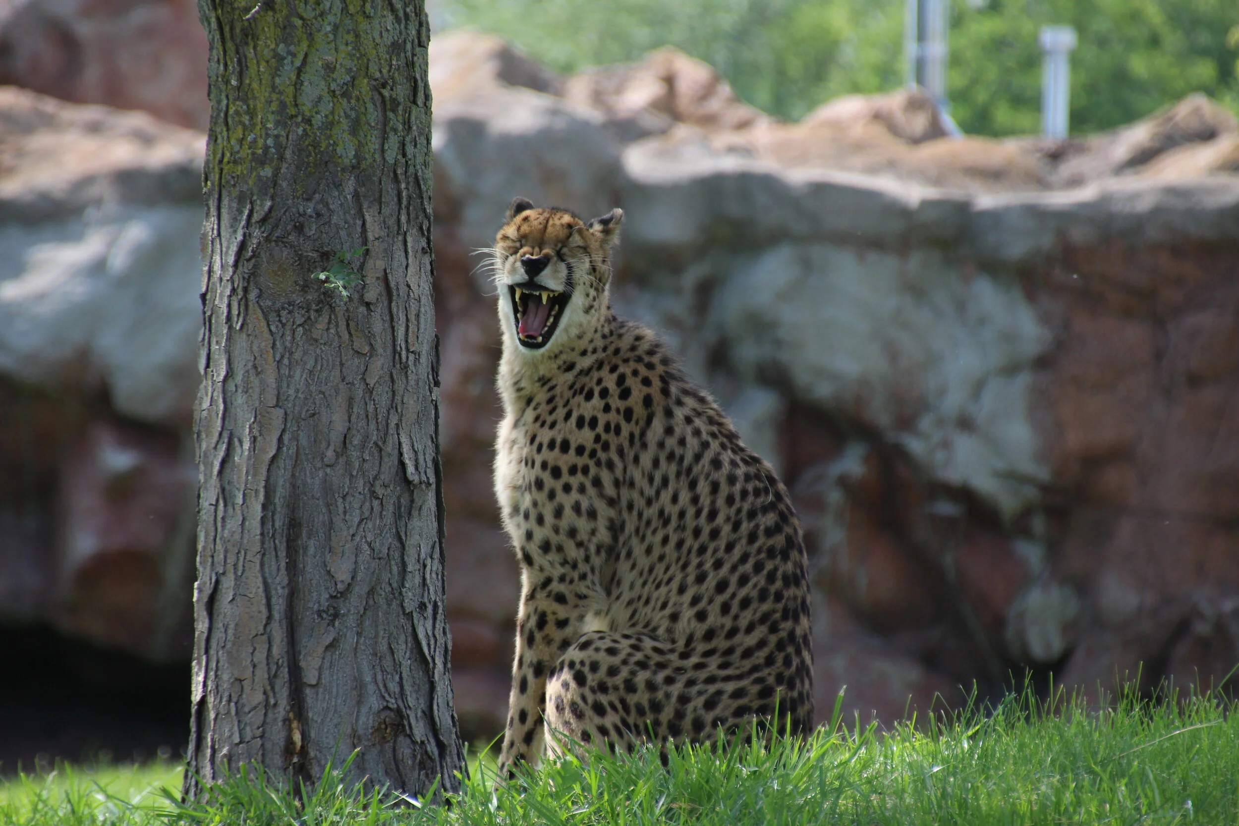 Toronto Zoo (10).JPG