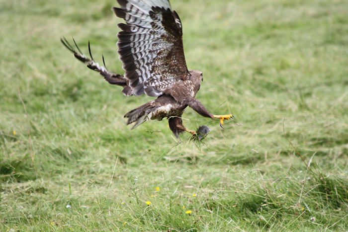 Buzzard