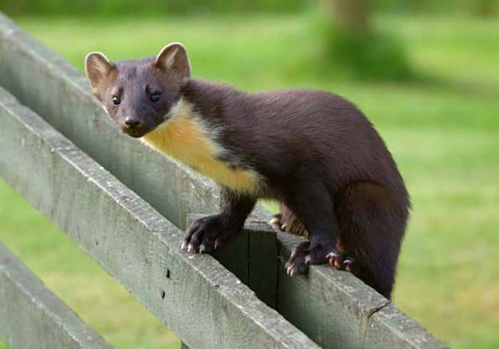 Pine Marten