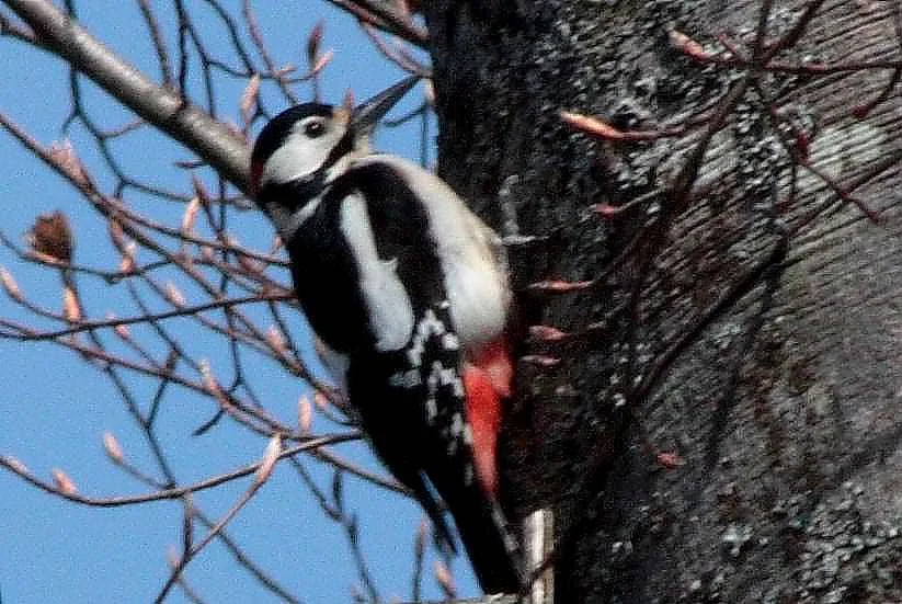 Woodpecker