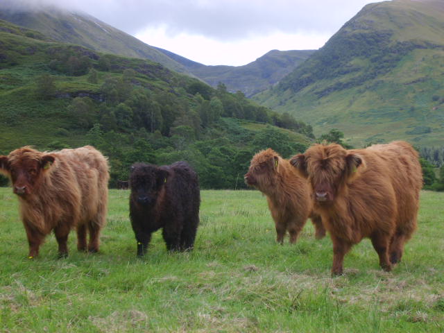 Young Highlanders