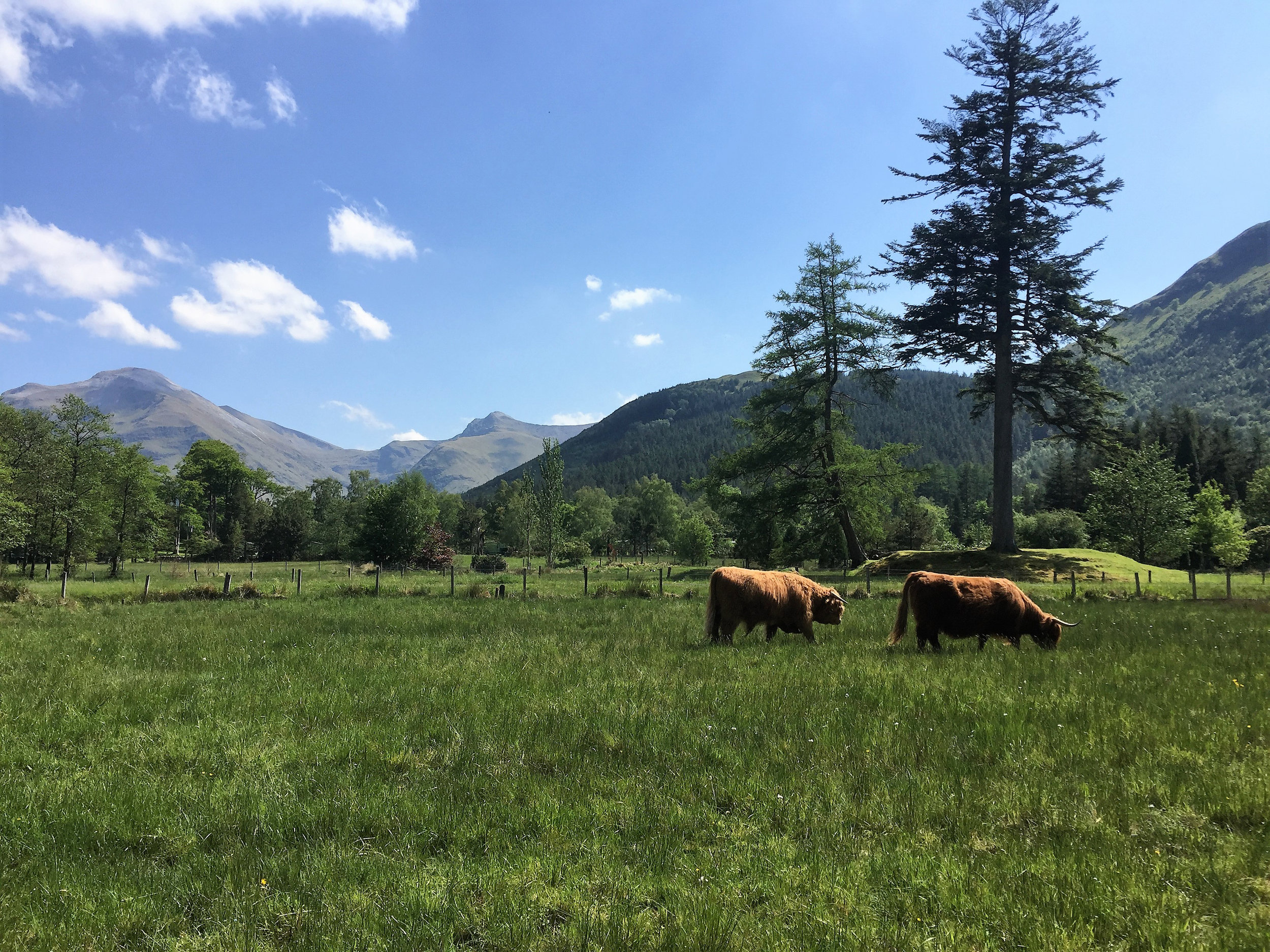 Summer Coos in Park-WEB.jpg