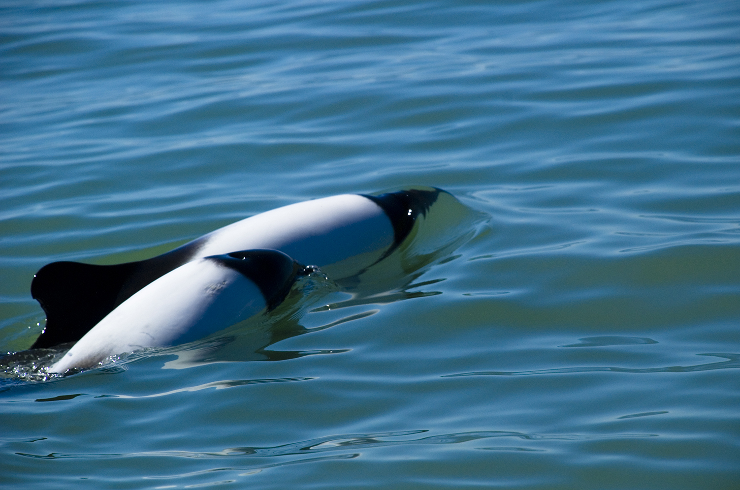 Commerson Dolphins, Argetina