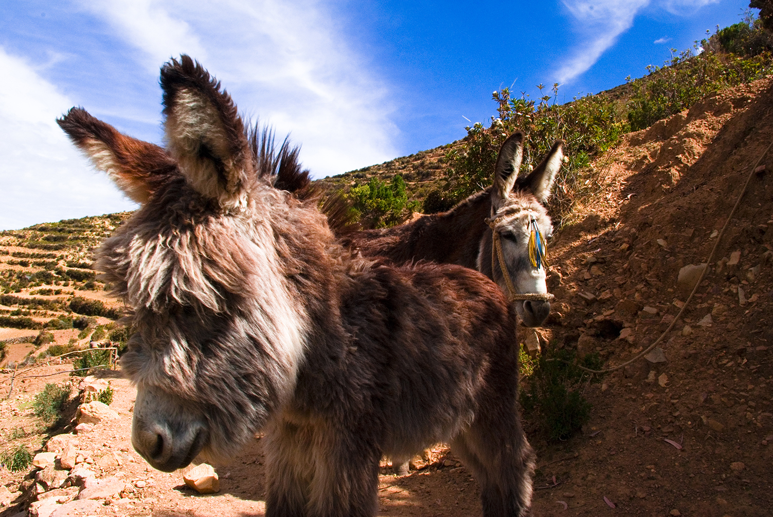 Donkeys on Isla del Sol, Lake Titicaca