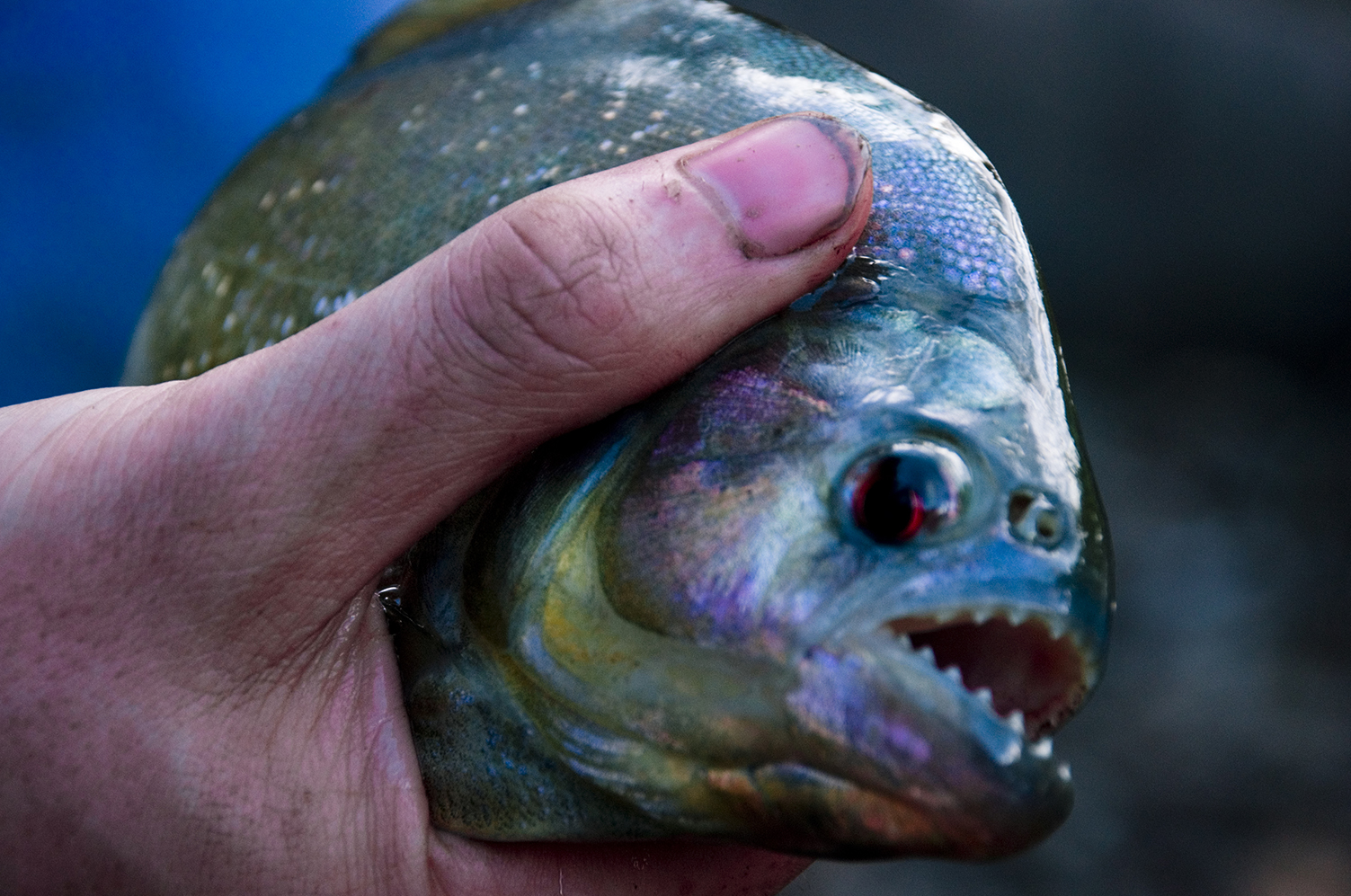 Pirana Fishing in the Amazon