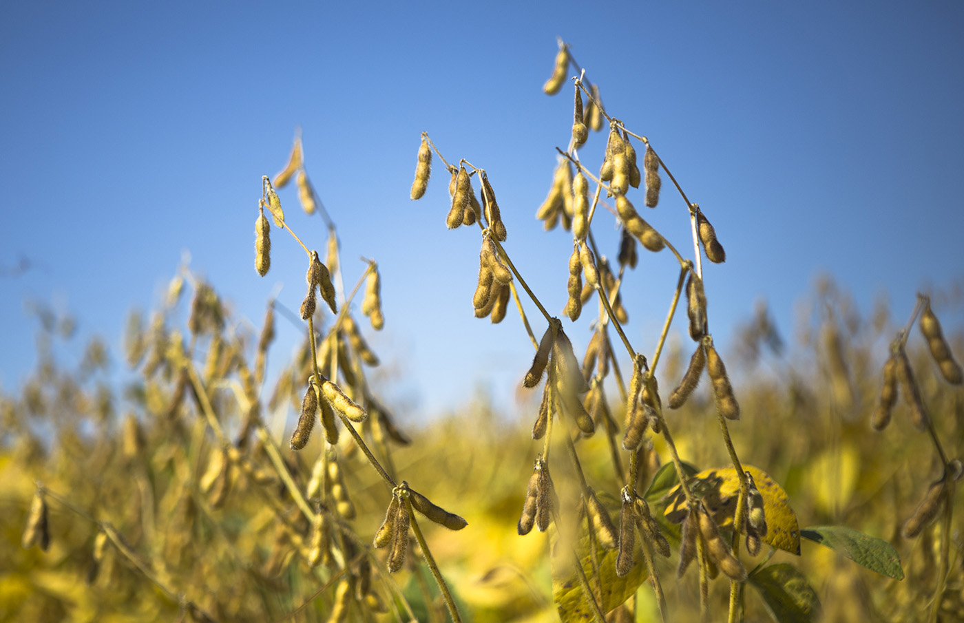 Soy Beans in Brown County, WI