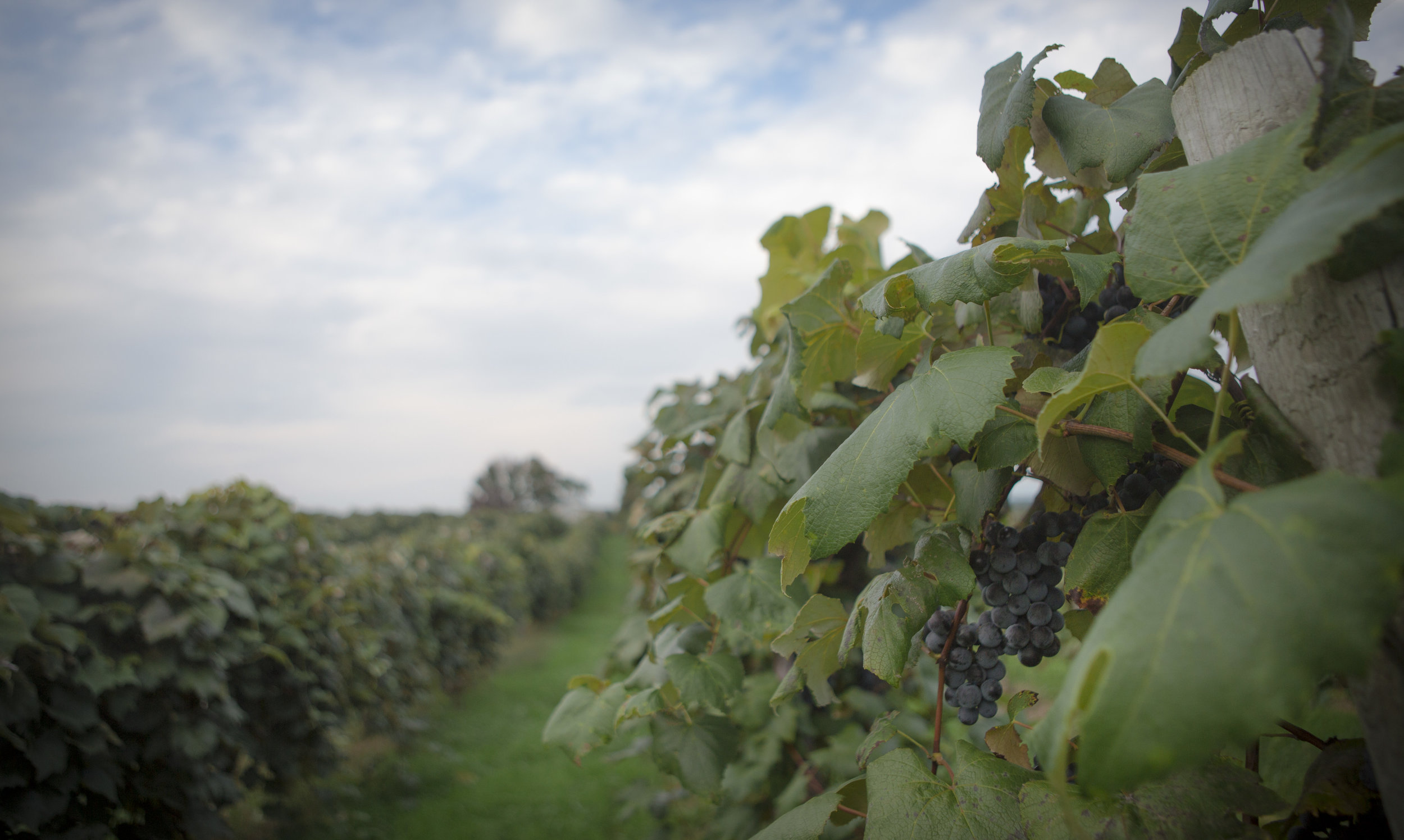 A surprising number of vineyards in Ashtabula County, considering it's Ohio.