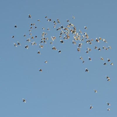 DSC_0003.JPG