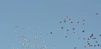 DSC_0013.JPG