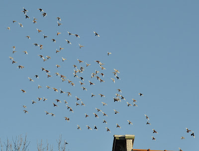 DSC_0019.JPG