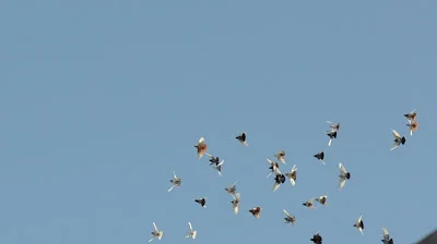 DSC_0028.JPG
