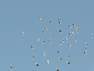 DSC_0026.JPG