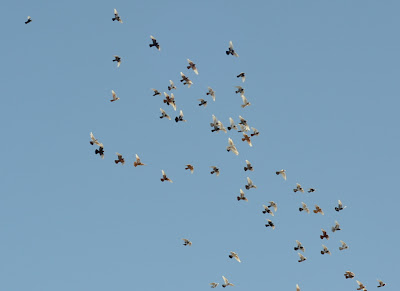 DSC_0023.JPG