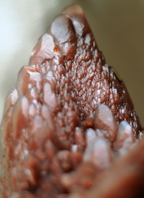 DSC_0387.JPG