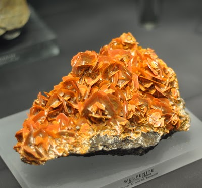 DSC_0411.JPG