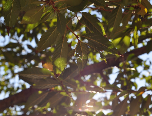 DSC_0043.JPG