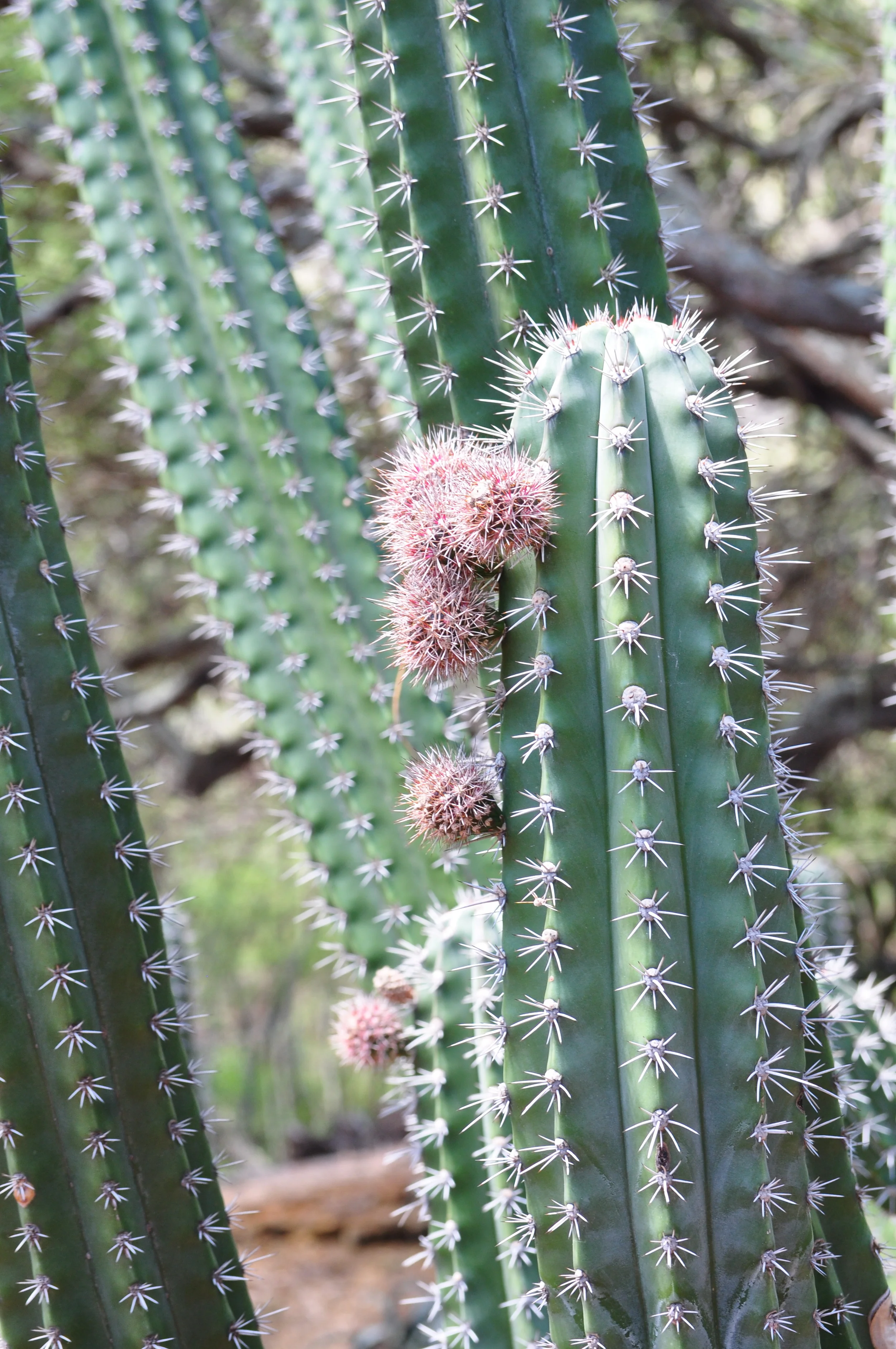 cacti.jpg