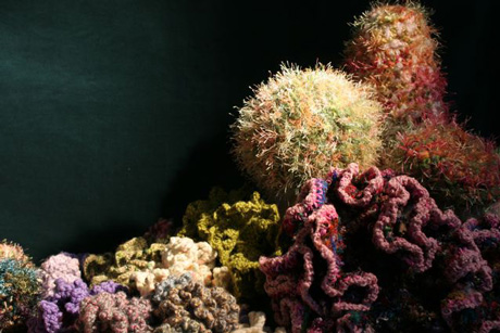Crochet Coral and Anemone Garden" with sea slug by Marianne Midelburg. Photos © The IFF by Alyssa Gorelick.