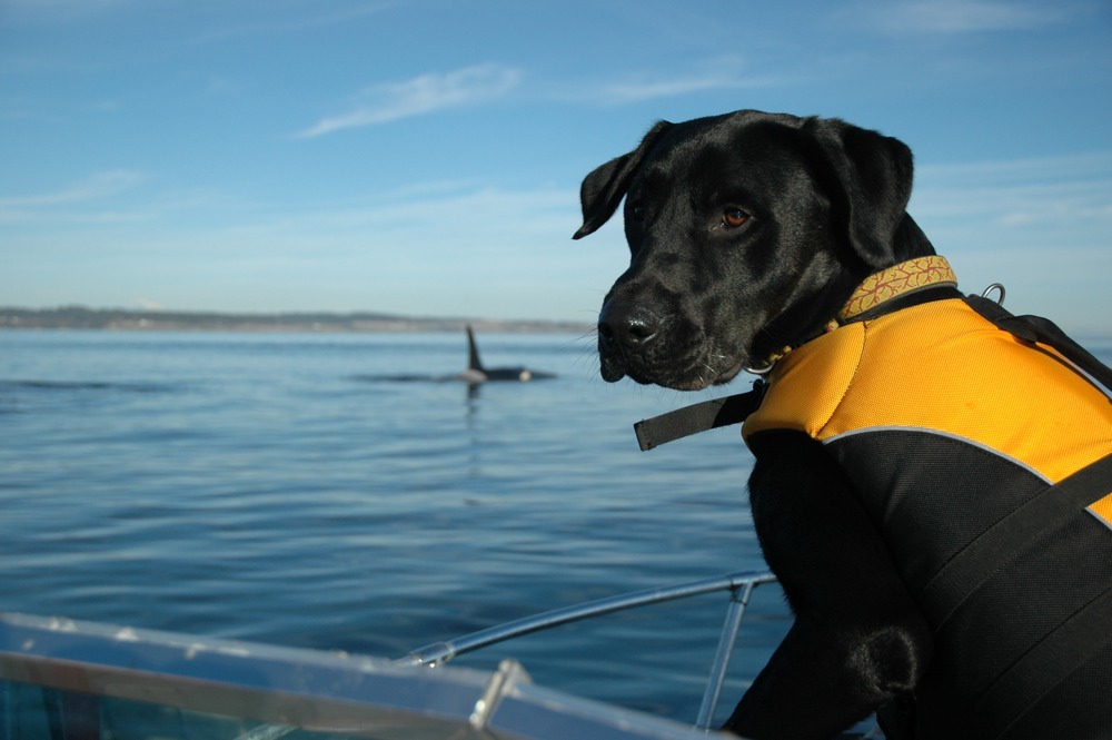 Tucker: a poo-sniffing dog