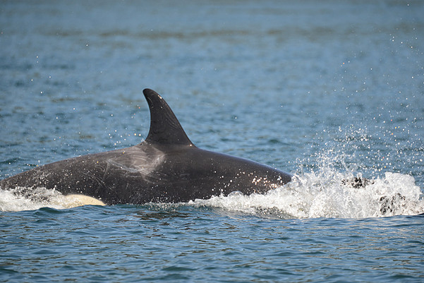 J52 Sonic Ken Balcomb Photo Credit