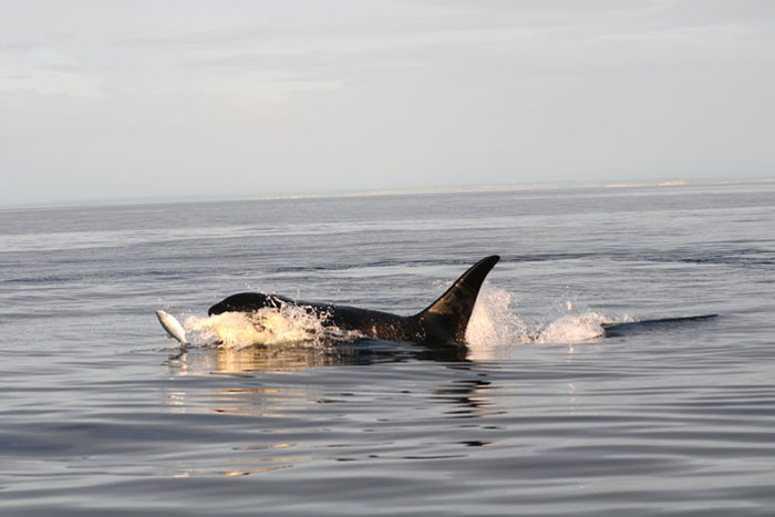 image05_orca.jpg