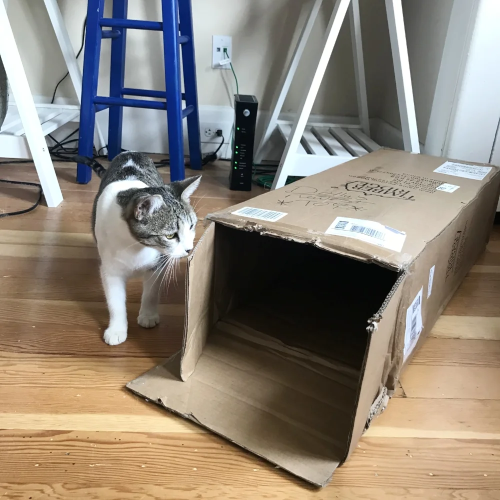 Dolly exploring her newest toy. I adopted this affectionate and loving gal at the very beginning of 2018. 