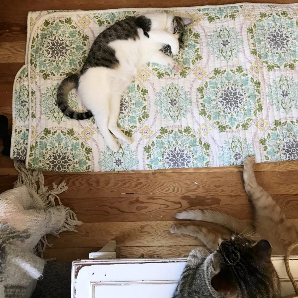 this is what my home life looks like most days when I sit down to write 