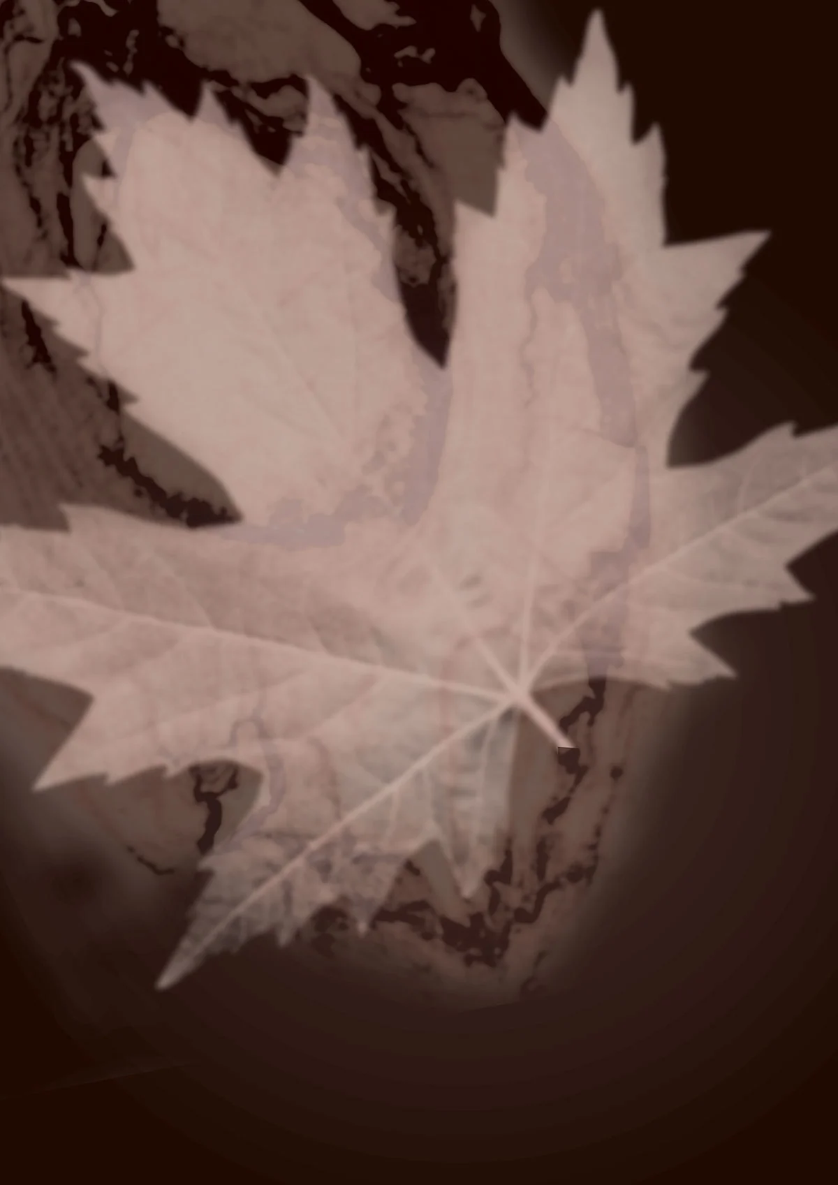 leaves.jpg