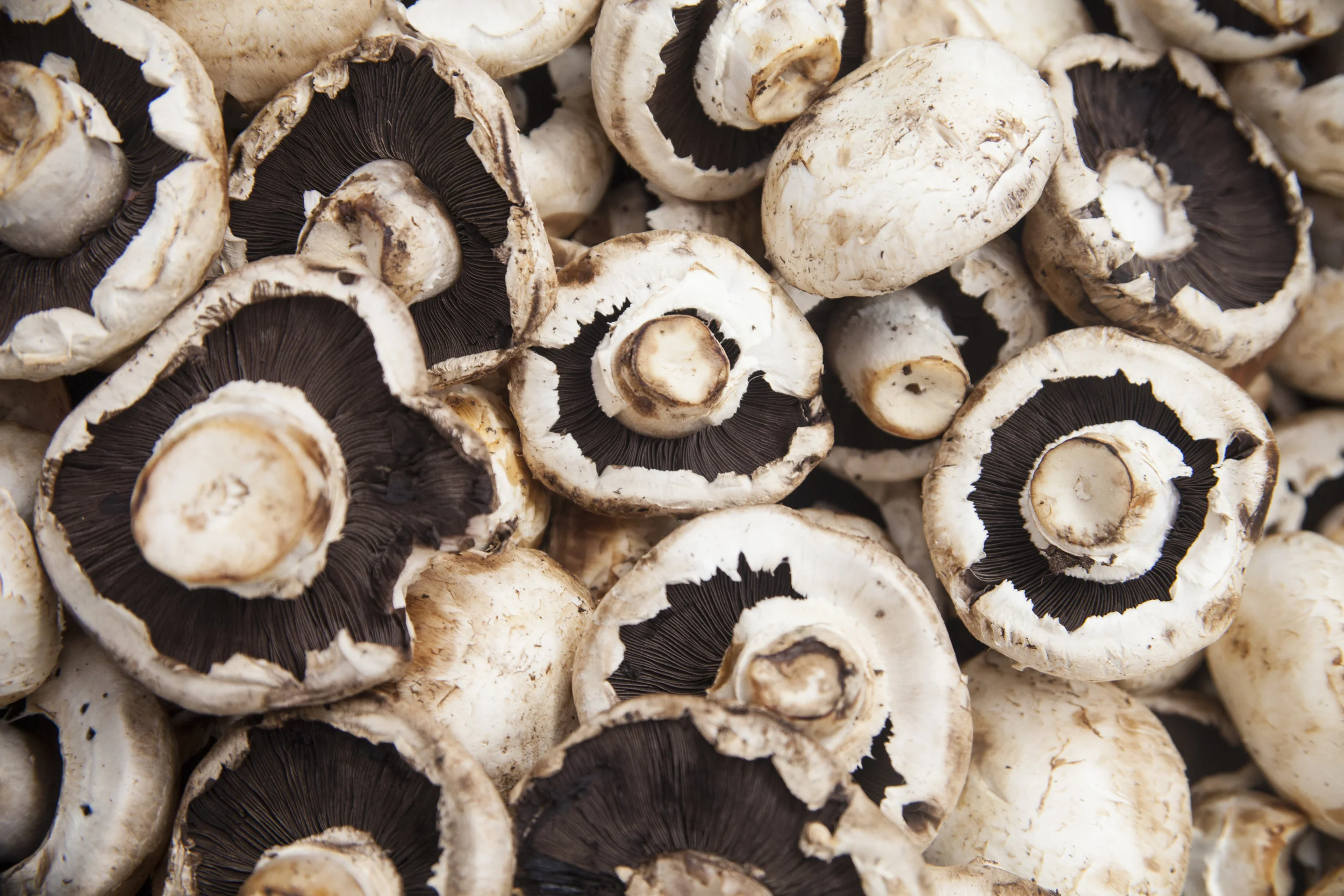 food final edit-10.jpg