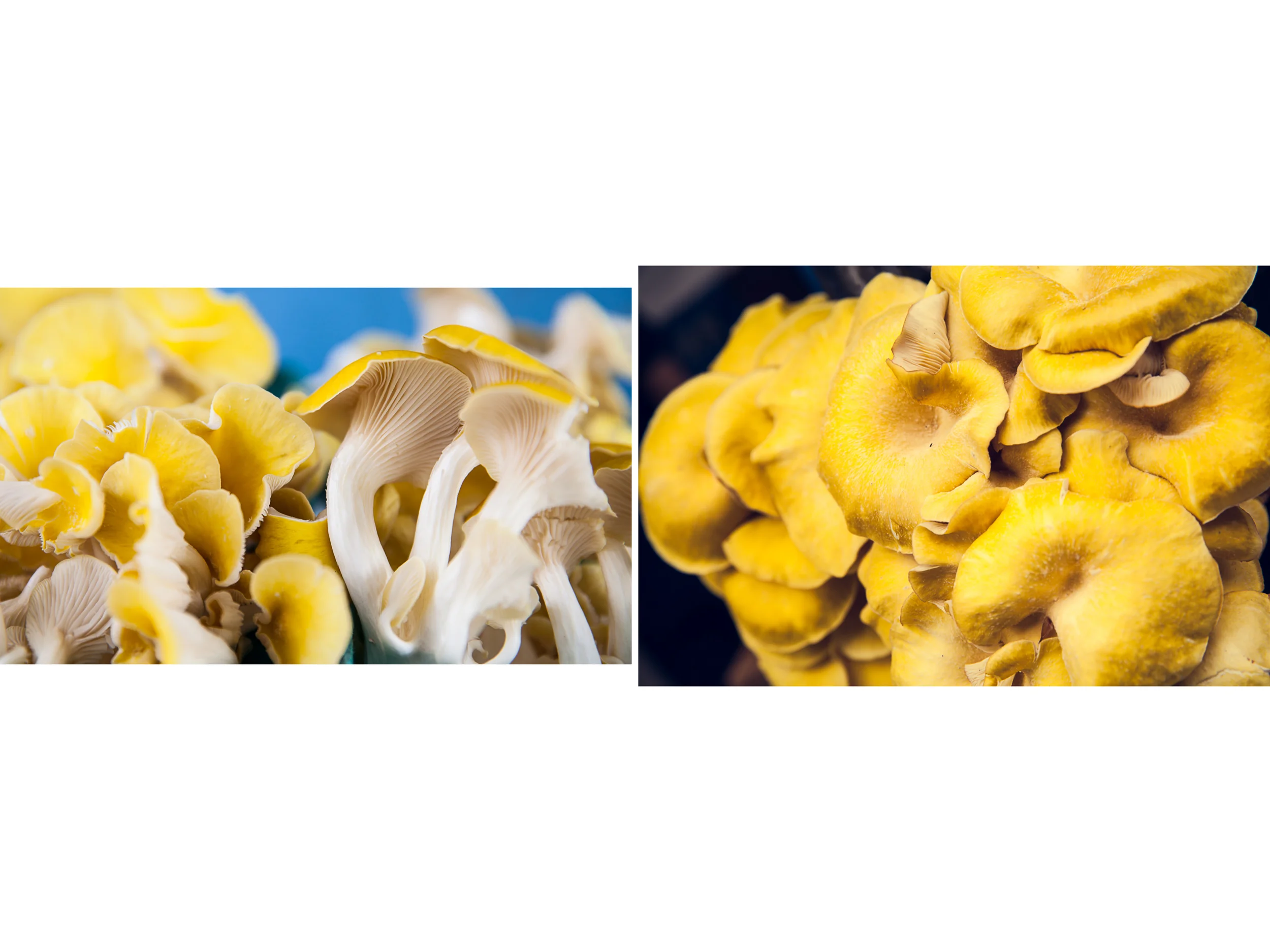 mashrooms .jpg