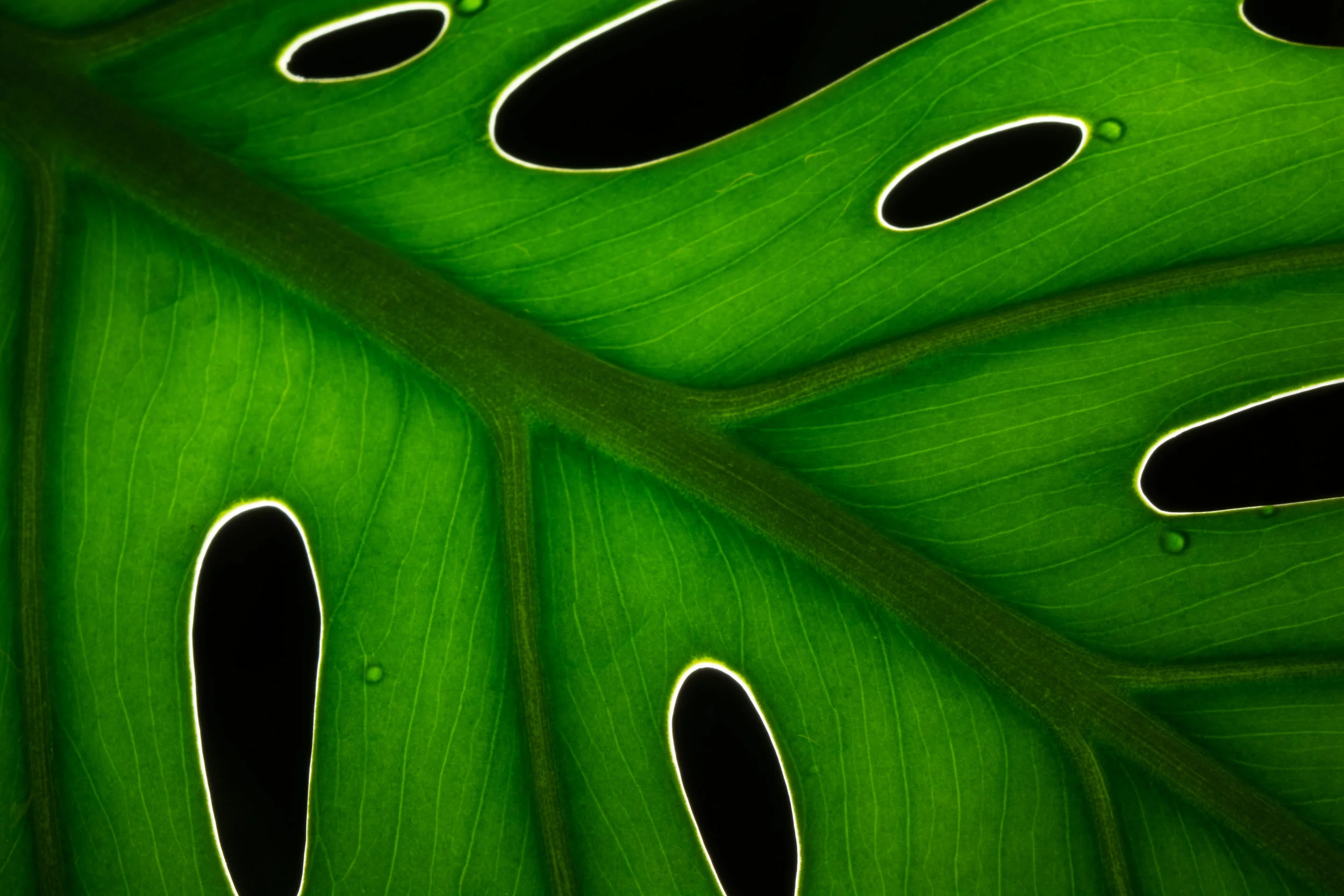 The leaves of Monstera deliciosa form holes, spreading as far as possible in their search for sunlight in the dark understory of tropical rainforests