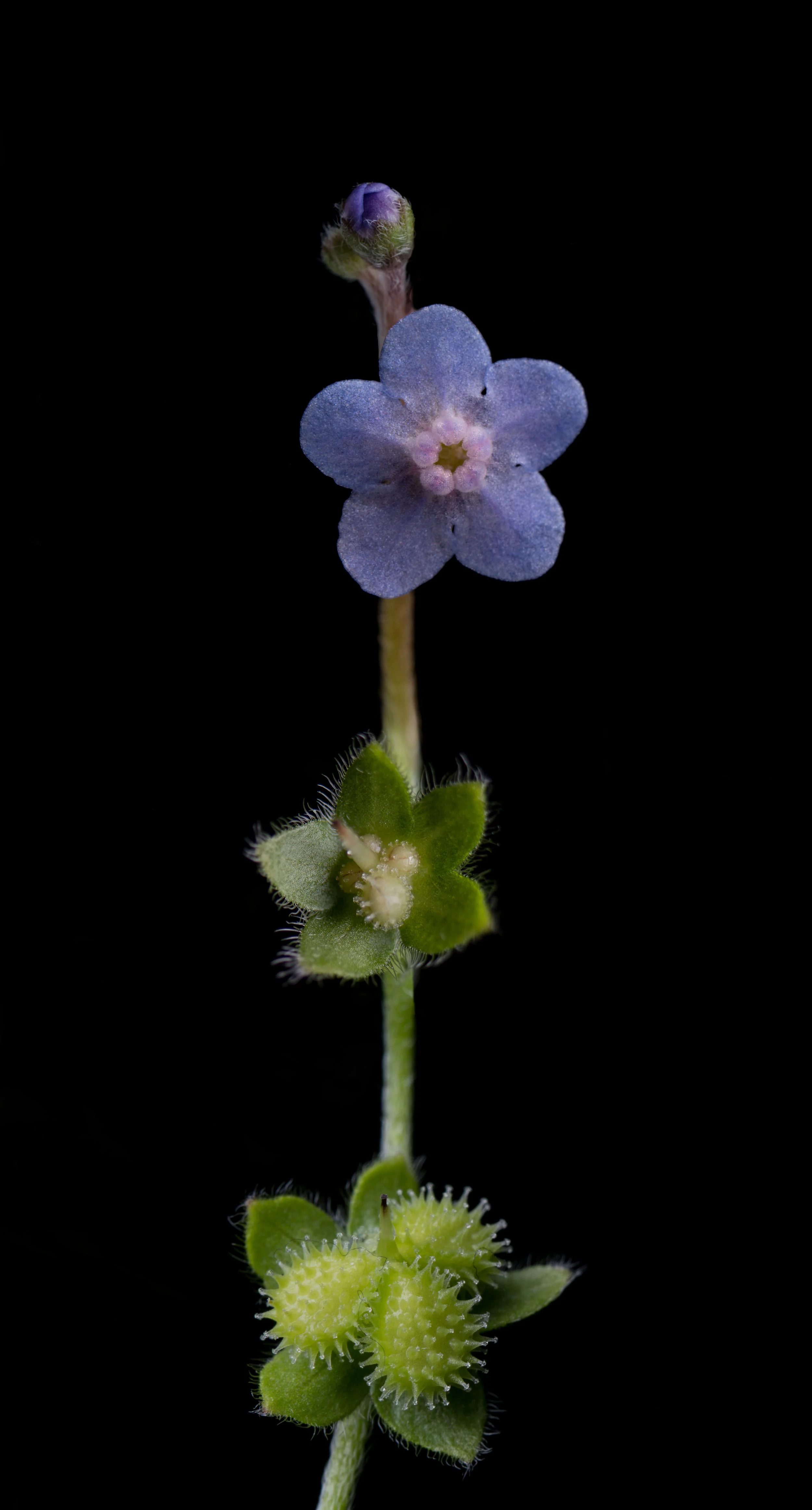 The stages of a flower, from bud to seed pod, are illustrated in Myosotis