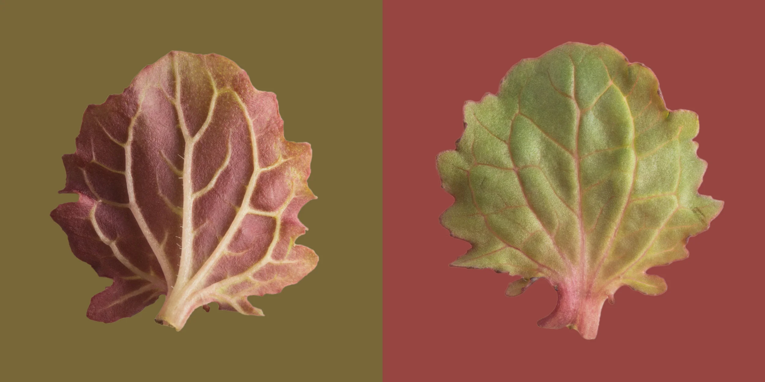 The underside of a leaf reveals its red pigments, not visible from above due to the presence of chlorophyll