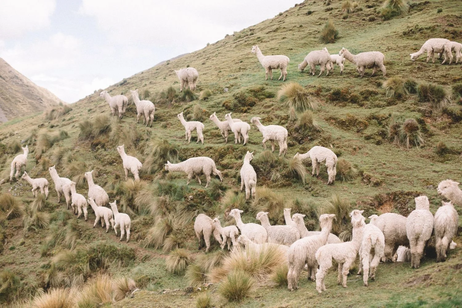 thread caravan alpaca fiber tour.jpg