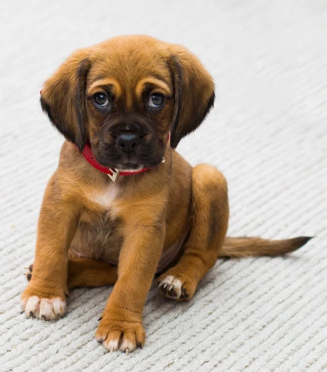 cute puppy on carpet