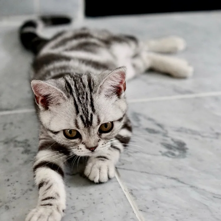 kitten on gray tile floor