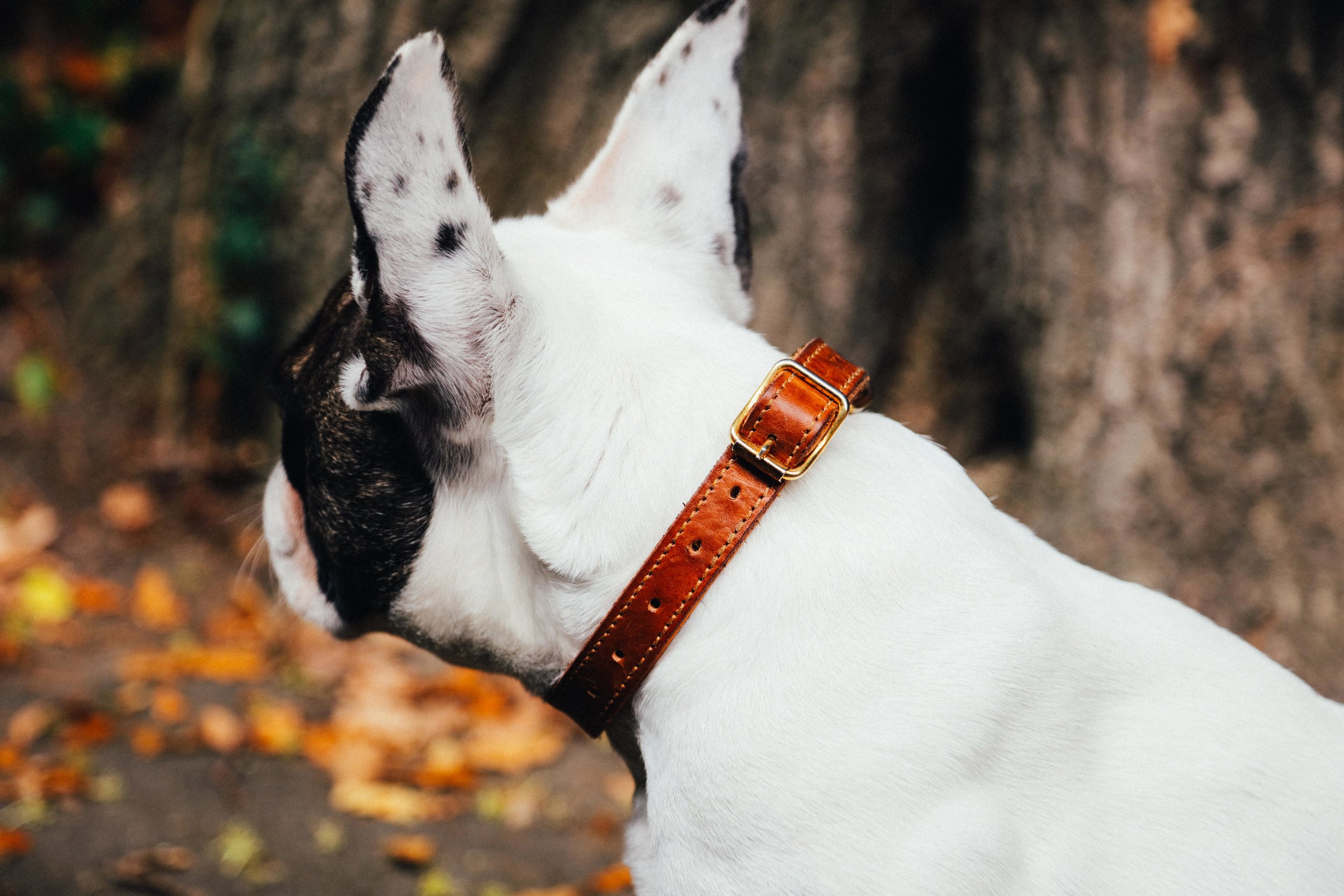 Billion-frenchie-leather lead-london-62.jpg